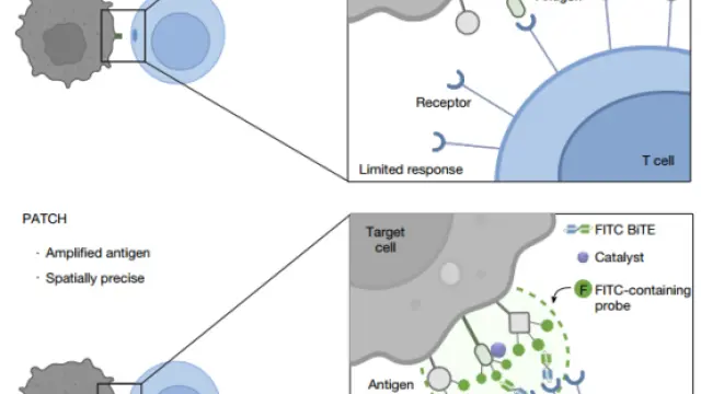 体内应用的邻近标记技术 | 增强抗原诱导的T细胞反应