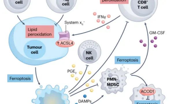 铁死亡综述!解码铁死亡与癌症治疗