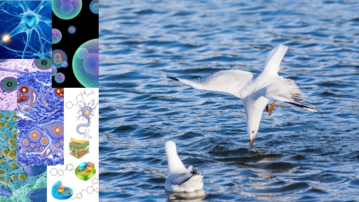  ChemoGenomic Annotated library for Phenotypic Screening