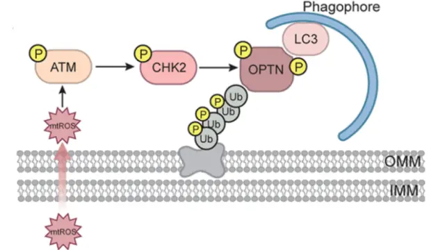 PNAS | 最新研究揭示调控线粒体自噬的新机制!