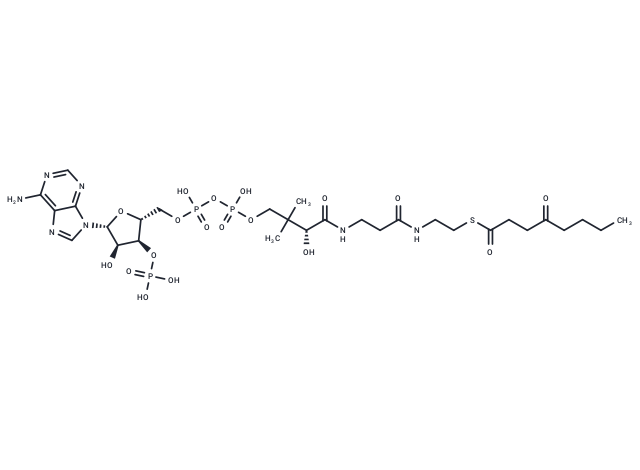 4-Oxooctanoyl-CoA