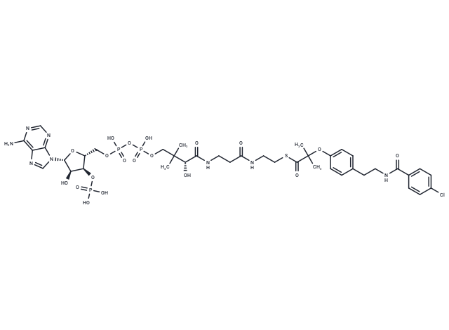Bezafibroyl-CoA