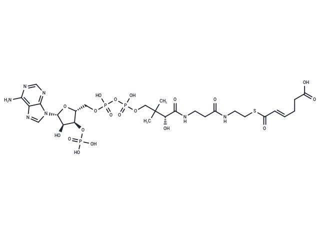 5-Carboxy-2-pentenoyl-CoA