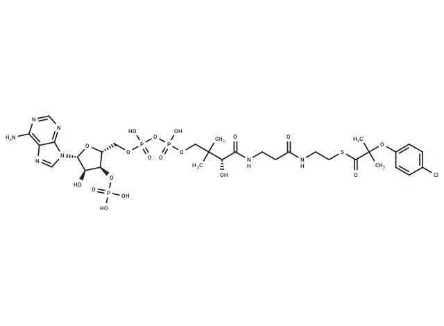 Clofibroyl-CoA