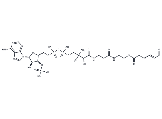 cis-3,4-Didehydroadipoyl-CoA,semialdehyde