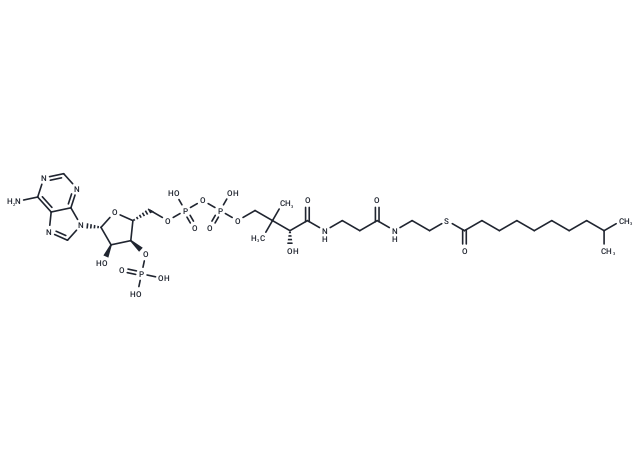 9-Methyldecanoyl-CoA