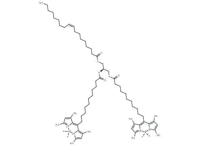 18:1-C11 BODIPY 505/515-C11 BODIPY 505/515 TG