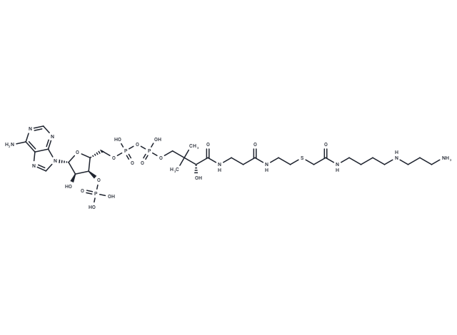 S-[2-[[4-[(3-Aminopropyl)amino]butyl]amino]-2-oxoethyl]-CoA