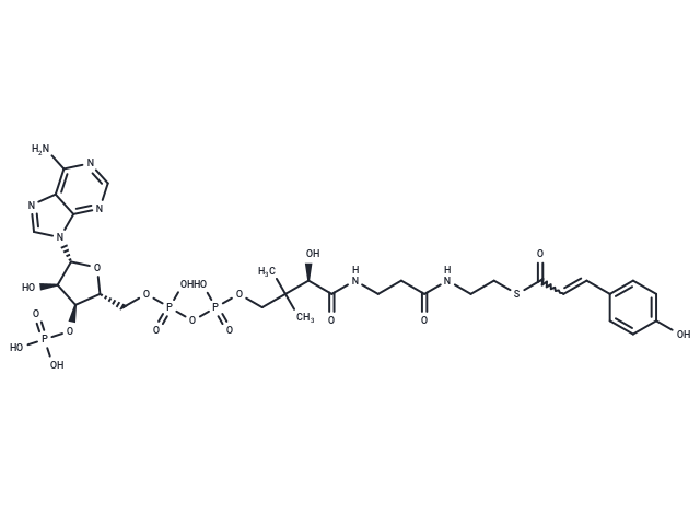 p-Coumaroyl-CoA