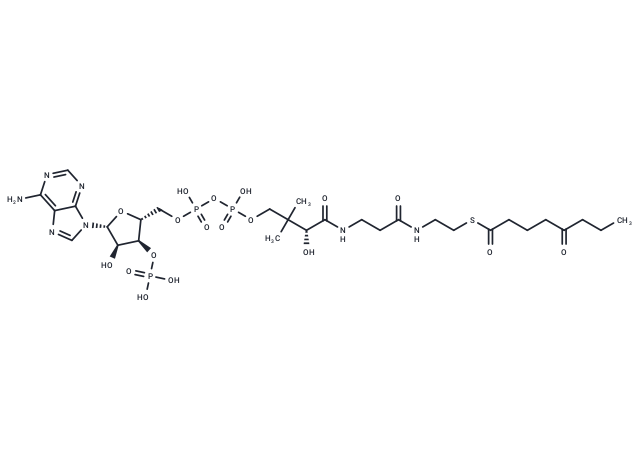 5-Oxooctanoyl-CoA