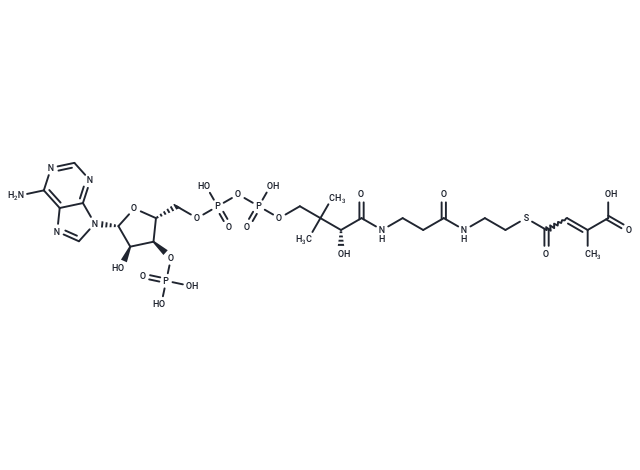 3-Methylfumaryl-CoA