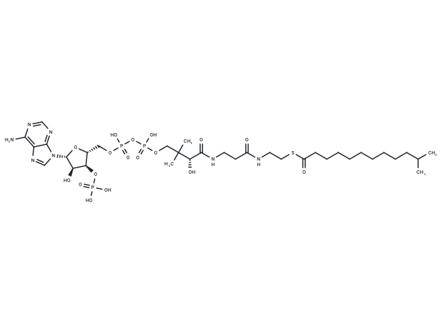 Isotridecanoyl-CoA