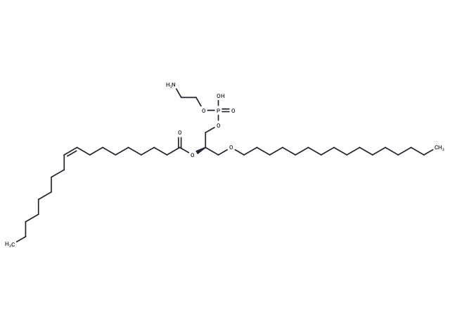 C16-18:1 PE