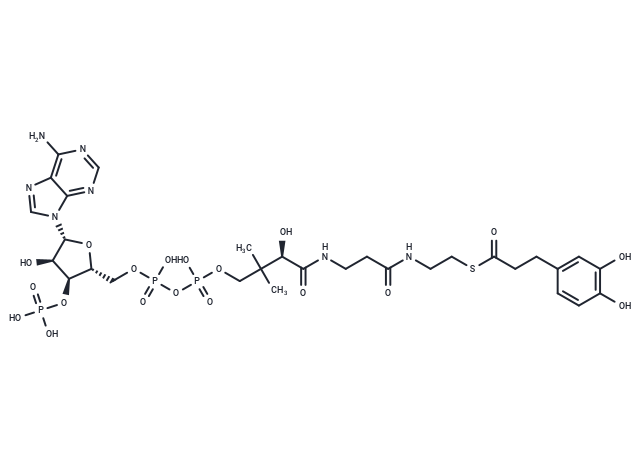 Dihydrocaffeoyl-CoA