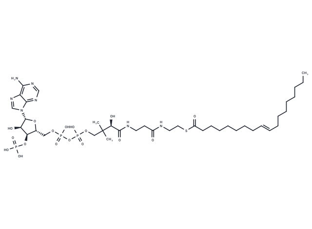 trans-9-Octadecenoyl-CoA
