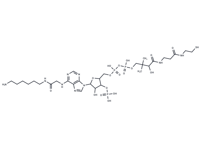 N6-[N-(6-Aminohexyl)carbamoylmethyl]-CoA