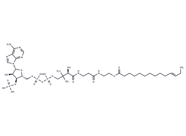 trans-Tetradec-11-enoyl-CoA