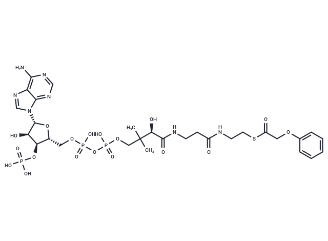 Phenoxyacetyl-CoA