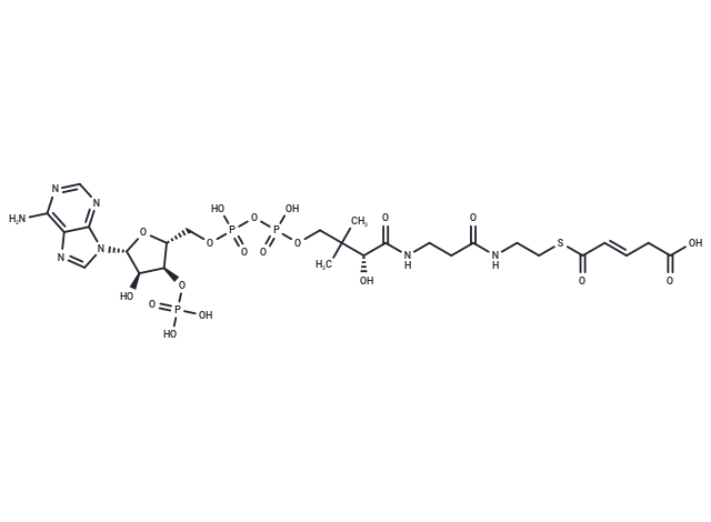 Glutaconyl-CoA