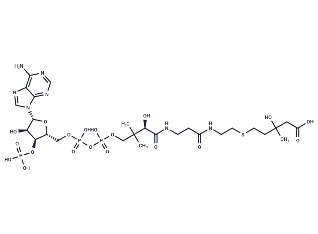 S-(4-Carboxy-3-hydroxy-3-methylbutyl)-CoA