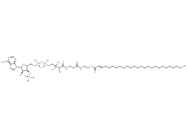 trans-2-Hexacosenoyl-CoA