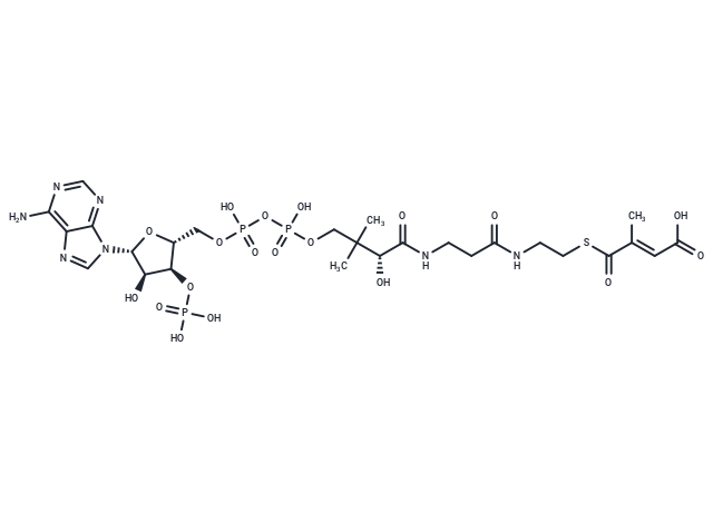 Mesaconyl-CoA