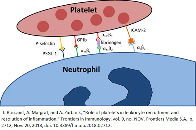  Macl-GPIb alpha Interaction Library