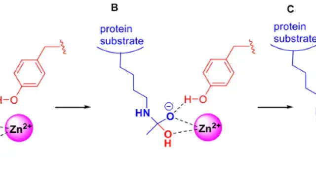 获FDA批准的组蛋白去乙酰化酶(HDAC)抑制剂有哪些?