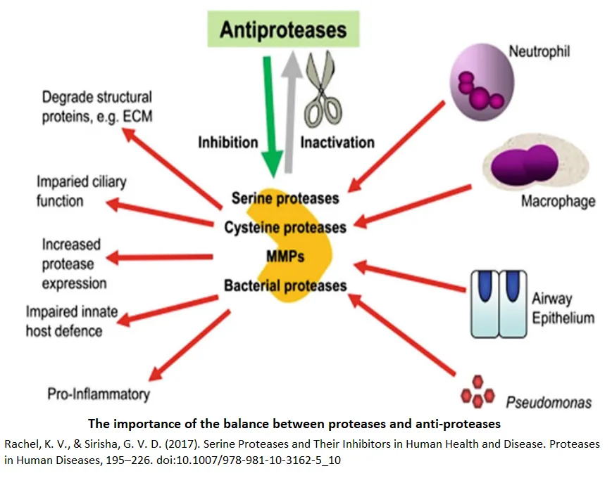  Serine Proteases Inhibitors Library