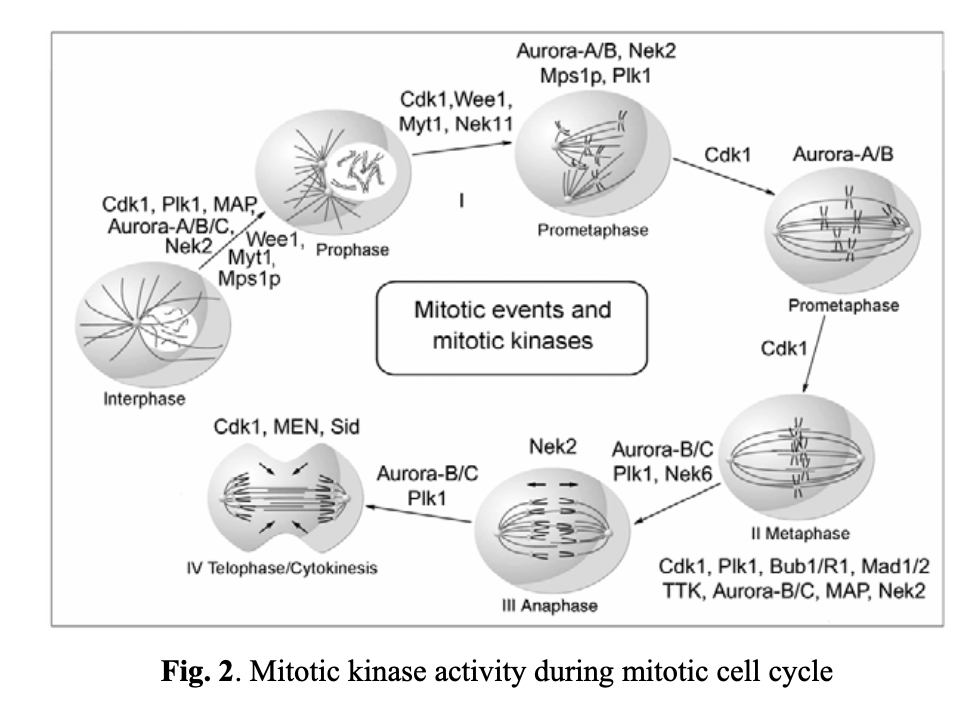  Antimitotic Tubulin Library