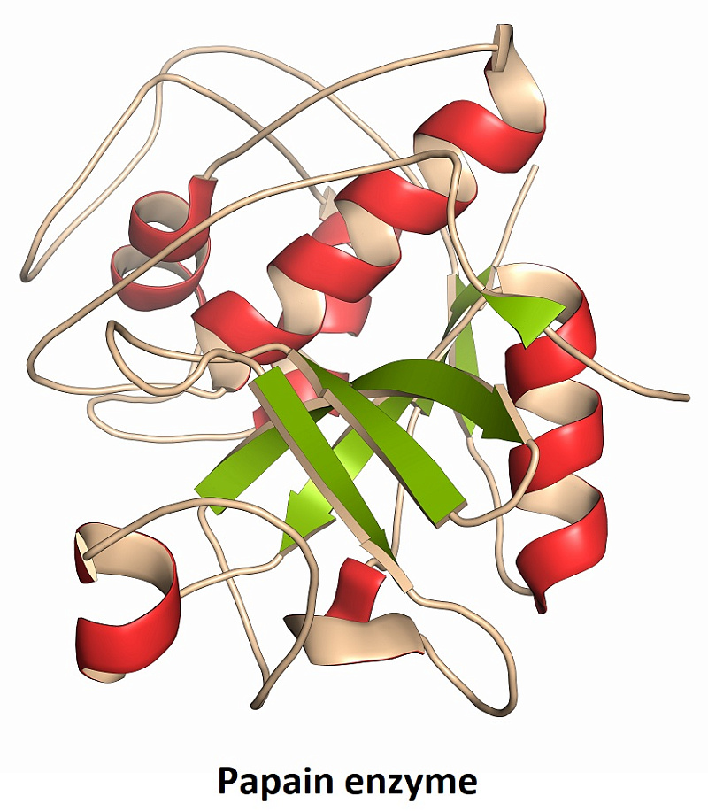  Cysteine Proteases Inhibitors Library