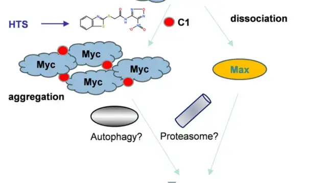 模范案例 | 利用高通量筛选策略发现新型 Myc 分子胶降解剂