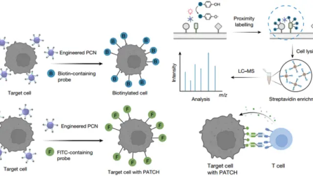 开发PATCH标记技术，增强抗原诱导的T细胞反应