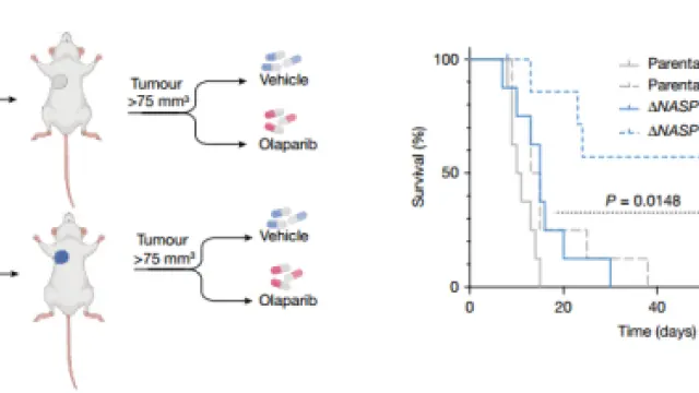 Nature重磅 | 破解PARP抑制剂耐药背后的组蛋白周转机制，发现肿瘤治疗新靶点！