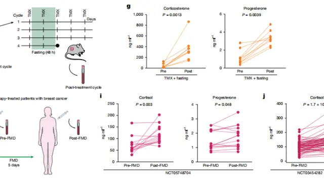 禁食竟有抗肿瘤效果——针对乳腺癌治疗新发现！