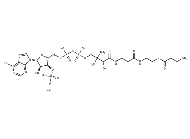 Butyryl-Coenzyme A sodium