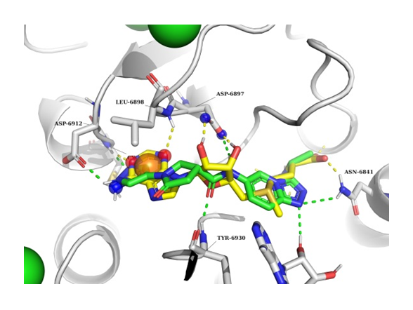  EN Coronavirus Library