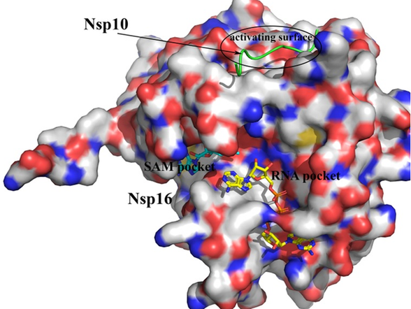 EN Coronavirus Library