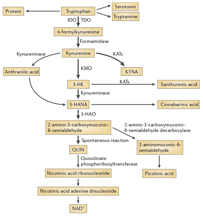  Kynurenine Pathway Library From Enamine