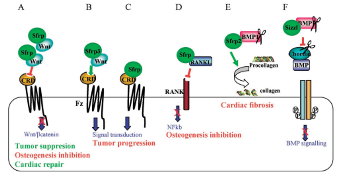  Wnt Pathway Library