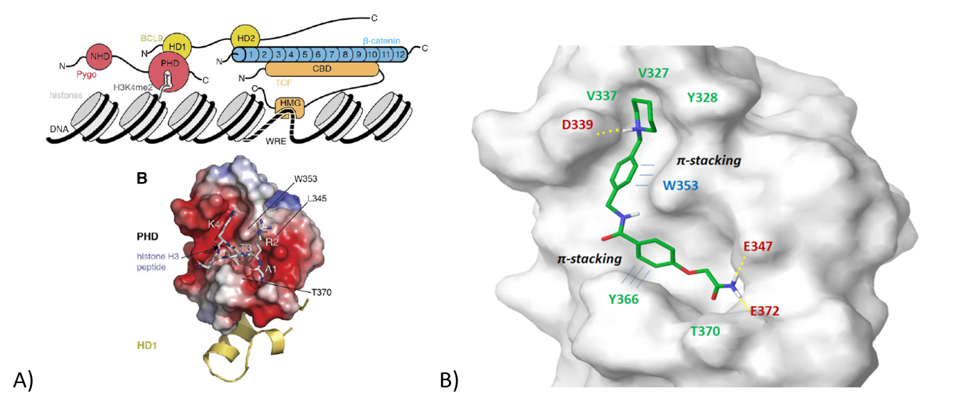  Wnt Pathway Library