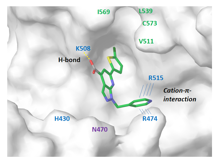  Wnt Pathway Library