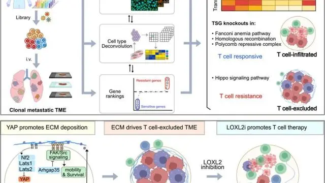 客户引用 | 重磅 Cell！王广川组开发全新平台，锁定实体瘤免疫治疗耐药关键靶点，破解 T 细胞浸润难题