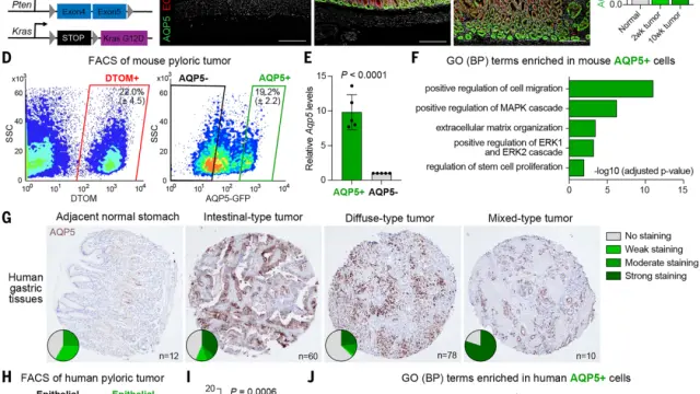 客户引用| Nick Barker团队在Science发表针对胃癌新研究