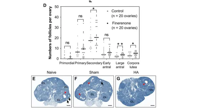 客户引用 | Science 发文！肾病药竟能恢复卵巢功能？为不孕女性带来新希望！