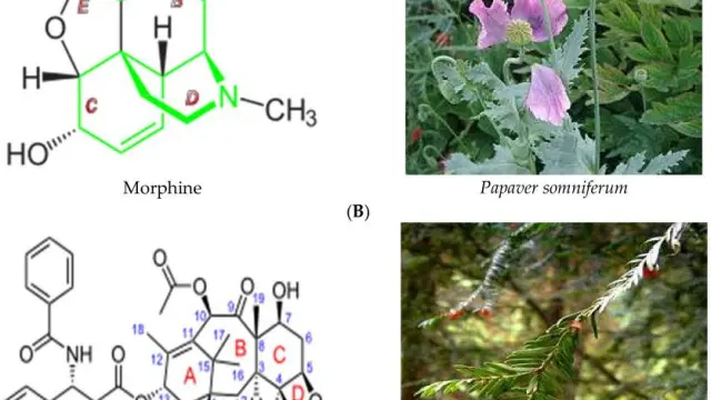 天然产物：源自自然的分子宝库，重塑药物发现的未来