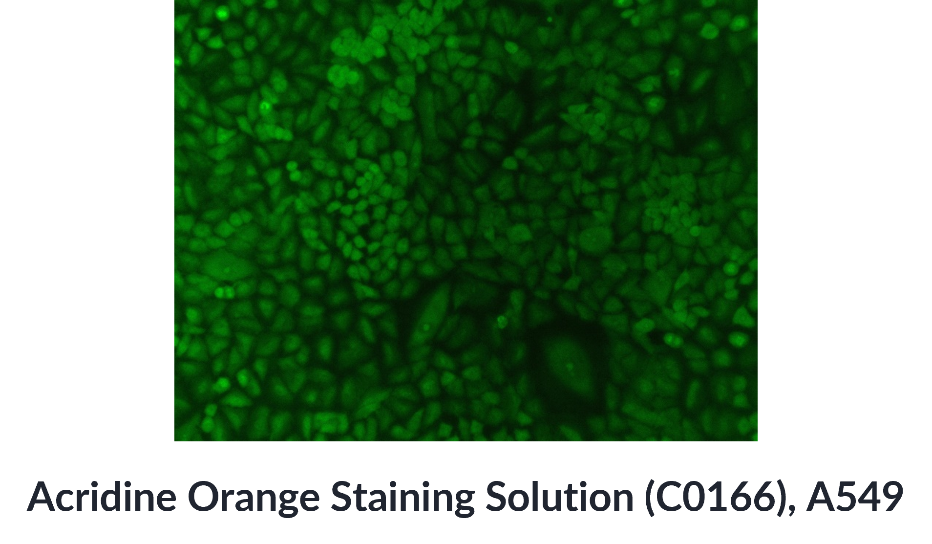  Acridine Orange Staining Solution