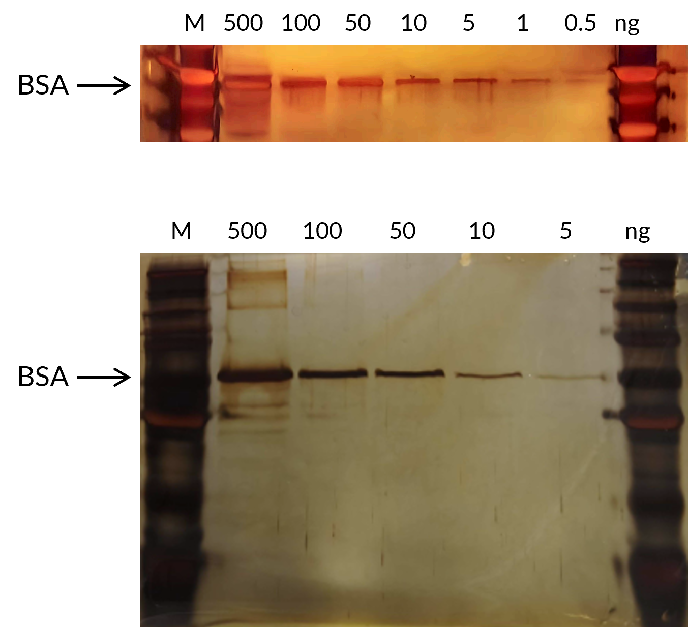  Protein Rapid Silver Stain Kit