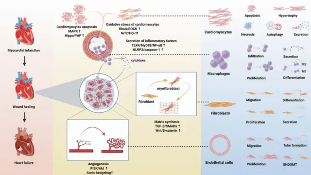 心源性猝死：不可忽视的“隐形杀手”