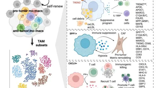 突破PD-1瓶颈！Cancer Cell 综述聚焦TAMs，揭秘肿瘤免疫治疗新靶点